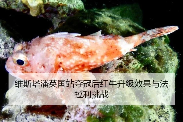 wei-si-ta-pan-ying-guo-zhan-duo-guan-hou-hong-niu-sheng-ji-xiao-guo-yu-fa-la-li-tiao-zhan-3-131.jpg